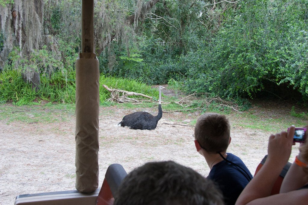 IMG_6831.jpg - Ostrich observes the first morning safari.